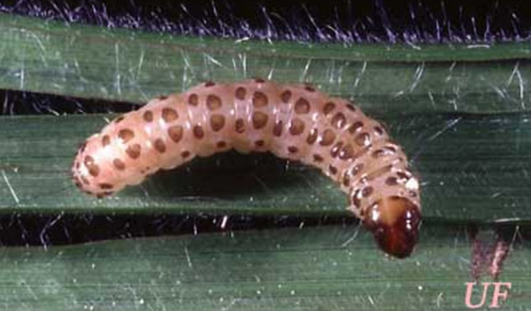 Sugarcane moth borers