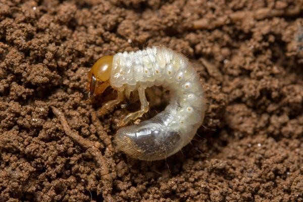 Sugarcane white grub