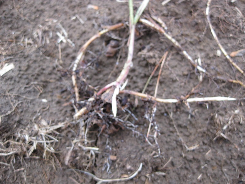 The roots of a quack grass