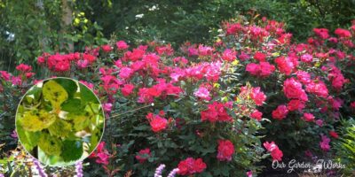 What Causes Yellow Leaves On Knockout Roses And How To Avoid Them