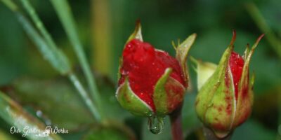 Why Aren’t My Roses Blooming?: Top 9 Reasons And How To Resolve Them