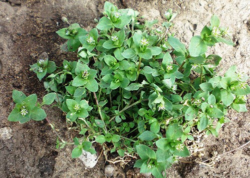 chickweed