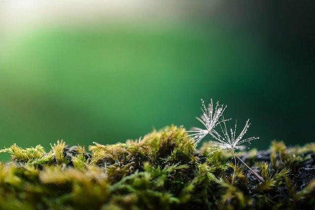 dandelion seeds on the moss