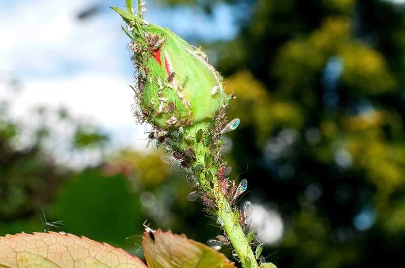 Rose aphids during spring