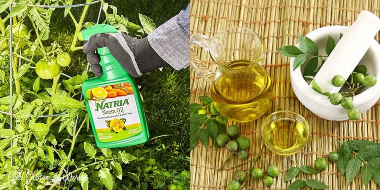 Unleash Your Garden’s Potential: 10 Best Neem Oil Picks for 2026