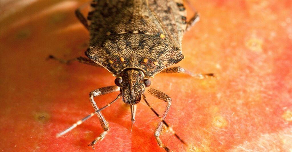 A brown marmorated stinkbug