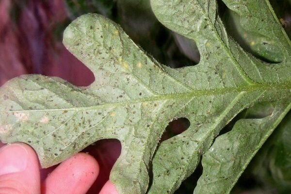 Aphids on tomato leaves