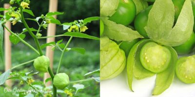 Discovering Edible Fruits: Are Tomatillos Toxic or Safe To Eat?
