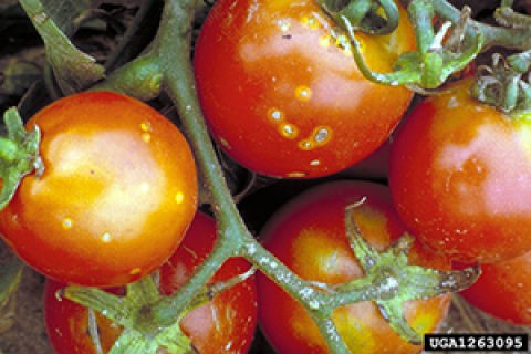 Bacterial canker of tomato
