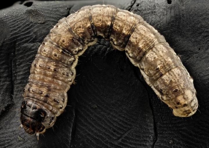 Cutworms