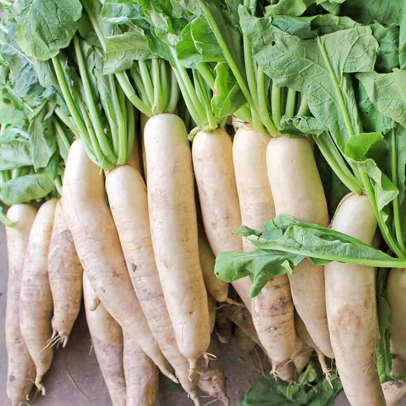 Daikon or Japanese Radish