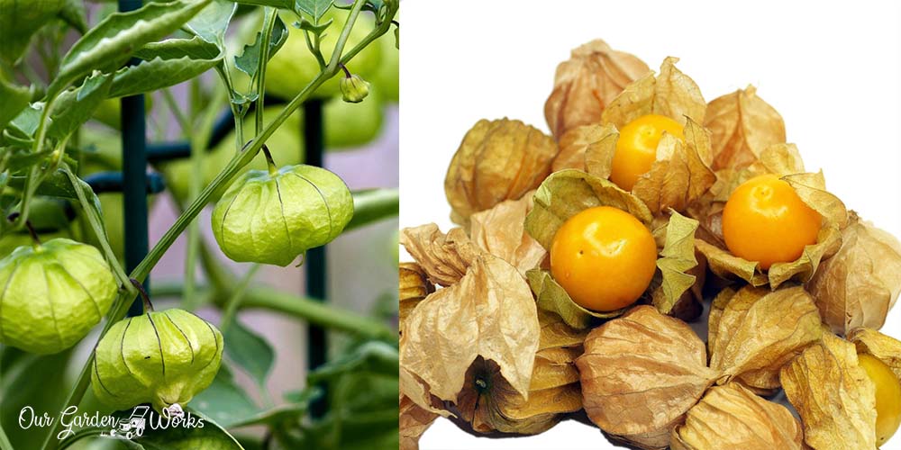 Discovering Edible Fruits Are Tomatillos Toxic Or Safe To Eat