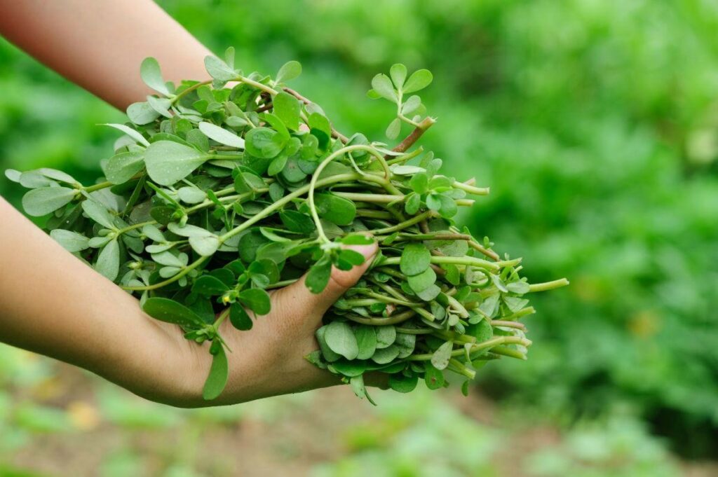 Freshly Harvested Purslanes