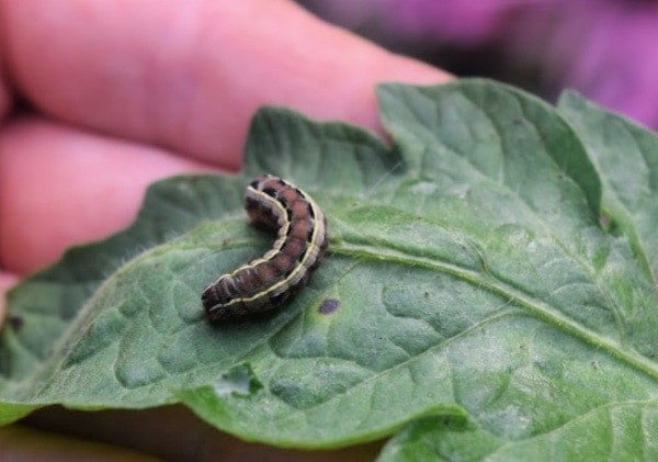 Fruit Worms Boring Holes On Tomato Leaves 