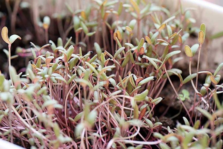 Growing Purslanes as microgreens