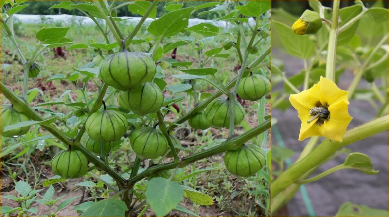 Growing Tomatillos in Your Garden