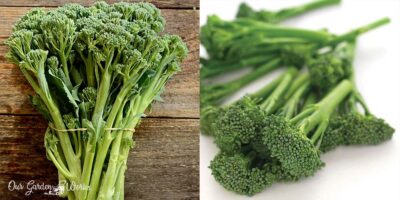 How To Grow Broccolini In Your Vegetable Garden At Home