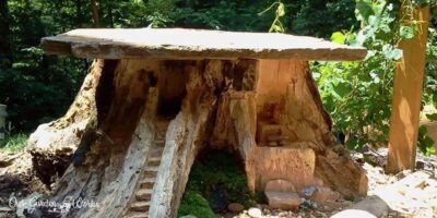 How To Preserve A Tree Stump – [5 Helpful Steps + Tips]