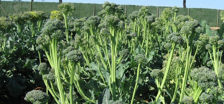 How to grow broccolini at home