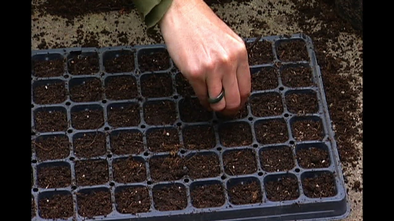 repotting broccoli seedlings