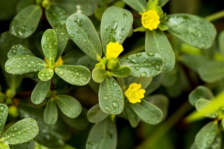 Portulaca oleracea