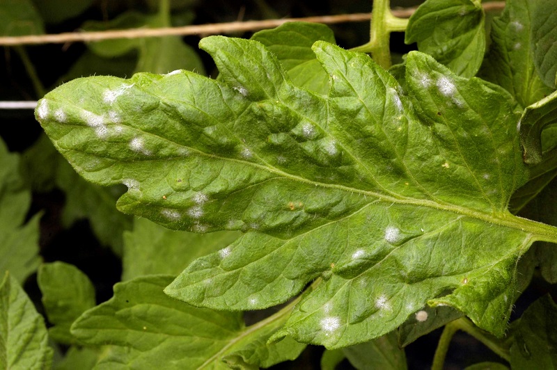 Powdery mildew - white spots on tomato leaves