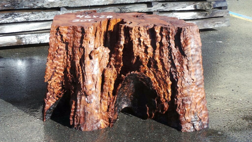 Preserved redwood stump