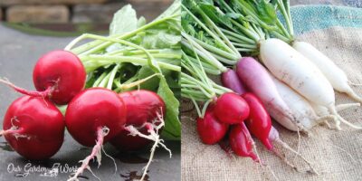 Radish: Health Benefits, Side Effects & Dishes To Try