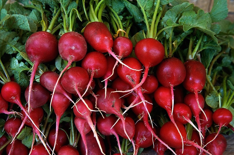 Round Radish or Globe Radish