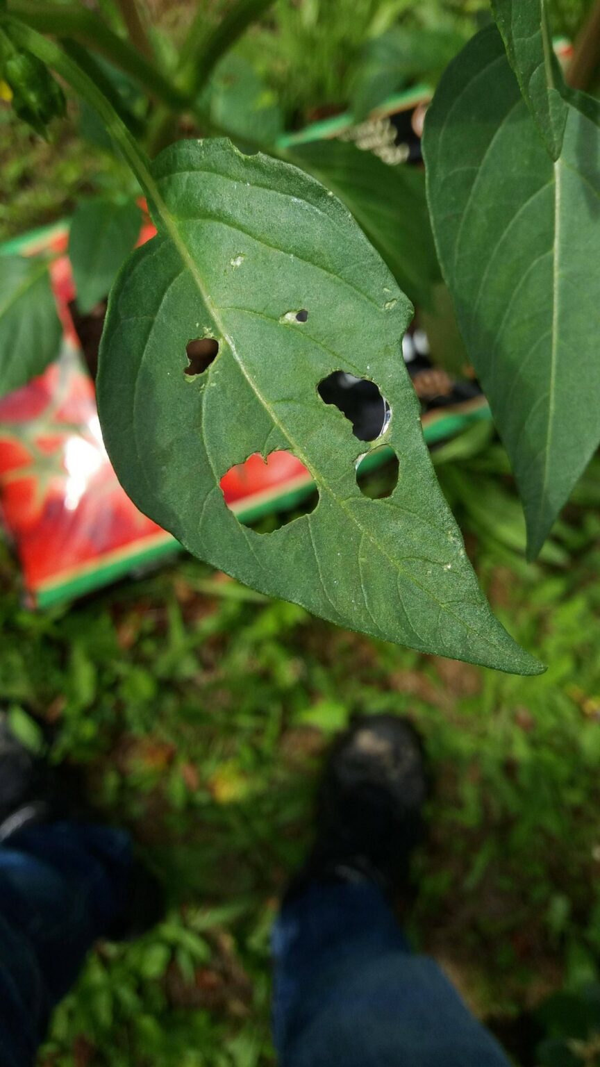 What Causes The Small Holes In Tomato Leaves? [ + Solutions]