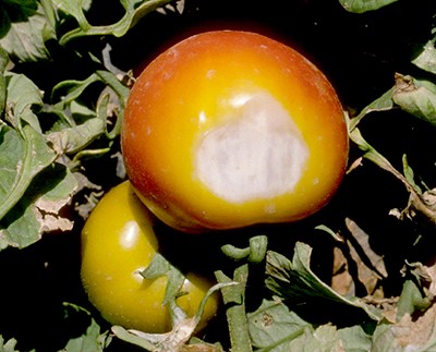 Sunscald in tomatoes