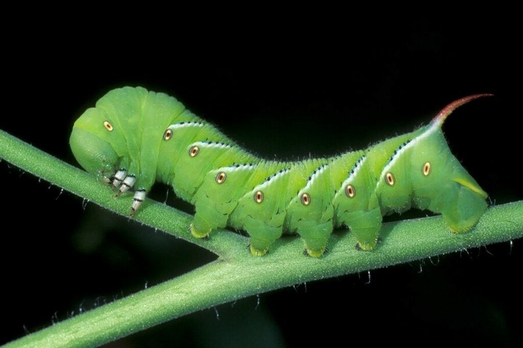  Tomato Hornworms