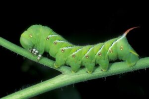 Tomato Hornworms