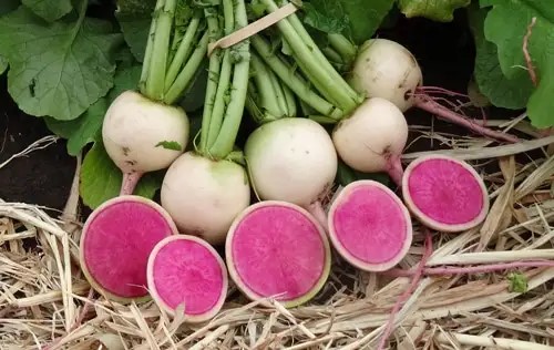 Watermelon Radish or Chinese Radish