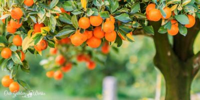 What Are The Best Fertilizers For Citrus Trees? – A Quick Guide (2023)