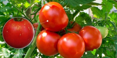 White Spots On Tomatoes: 4 Possible Causes & Are They Safe To Eat?