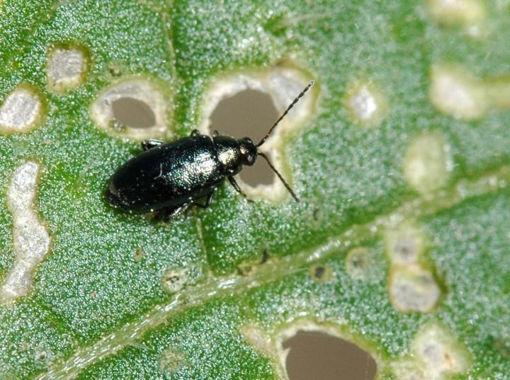 flea beetles boring holes in tomato leaves