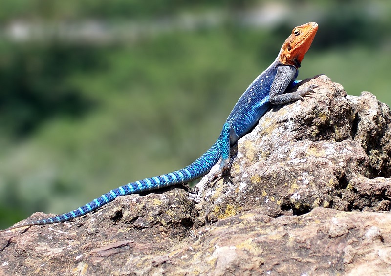 Agama or Spiderman Lizard