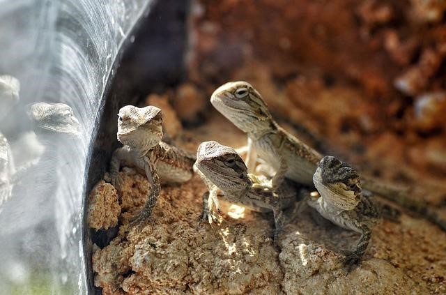 Baby bearded lizards