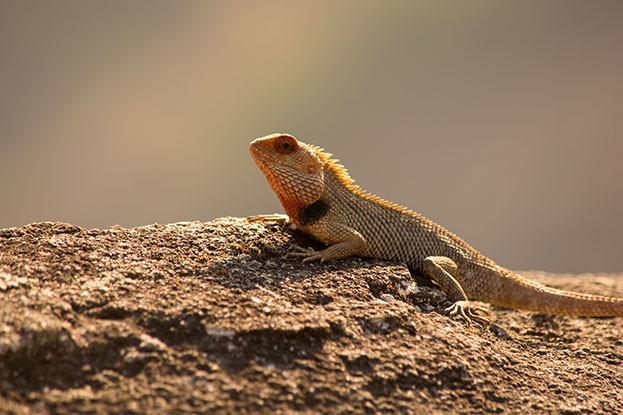 Bearded dragons