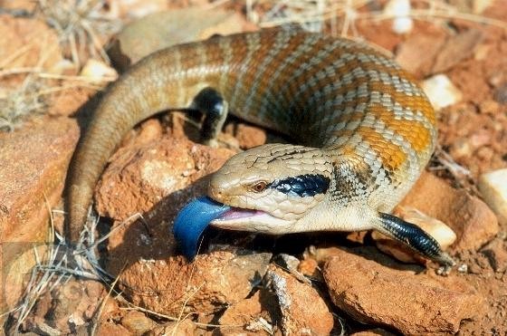 Blue-tongued skink