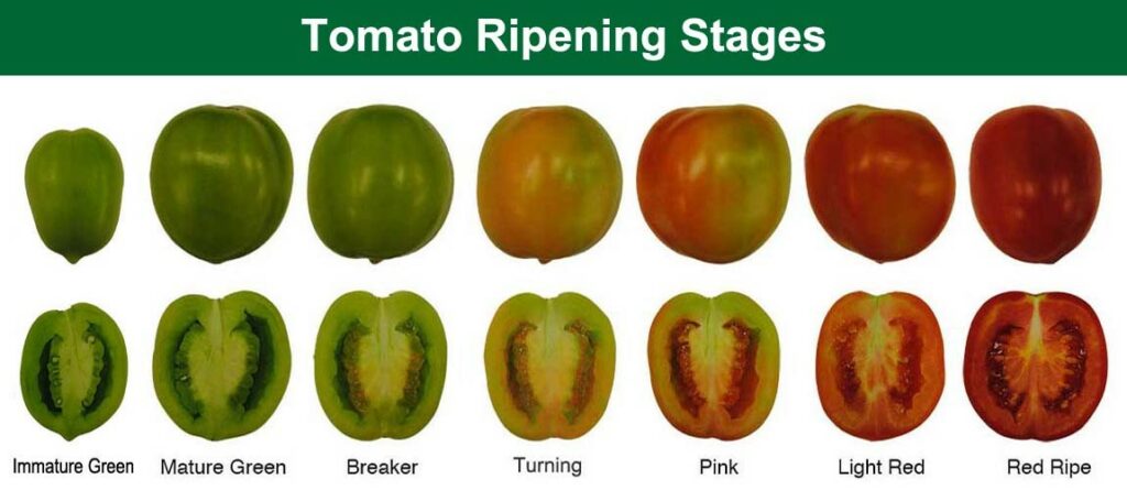 Color codes for the ripening stages of tomatoes