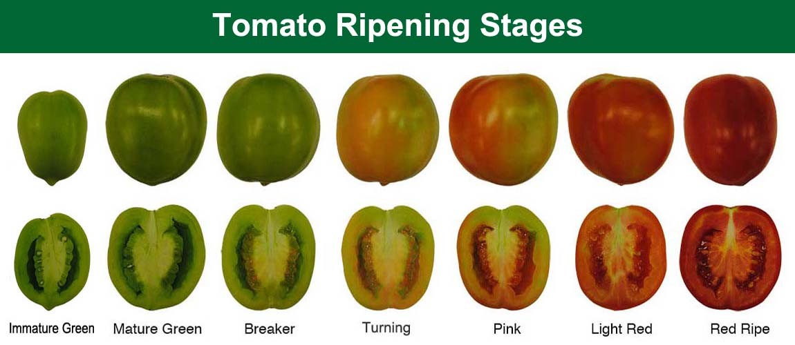 How To Store Green Tomatoes & Wait For Them To Ripen