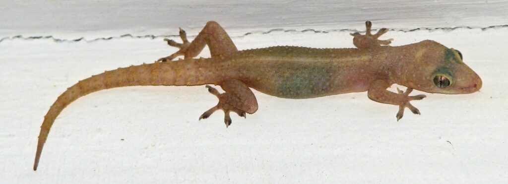 Common house gecko

