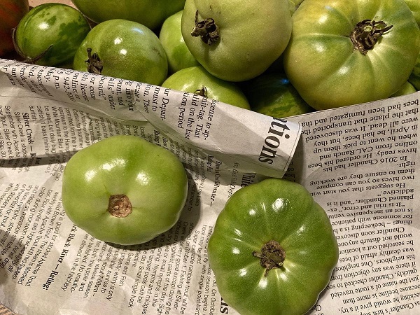 Covering tomatoes in newspaper to help them ripen indoors