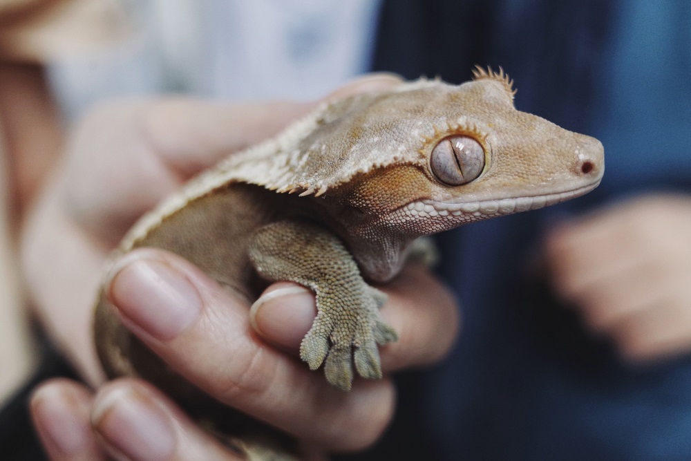 Crested geckos