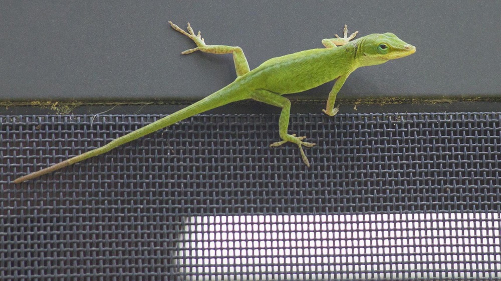 Green anole