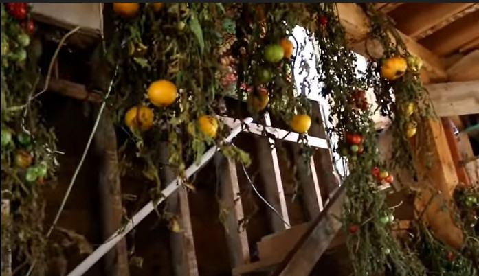 Hanging green tomatoes to ripen them