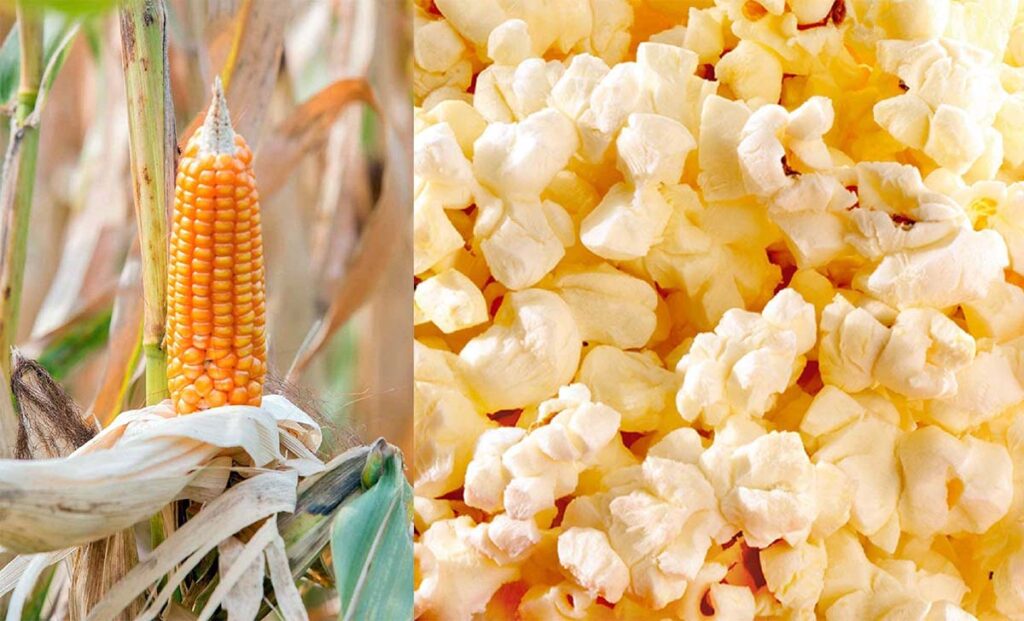 Heirloom Popcorn