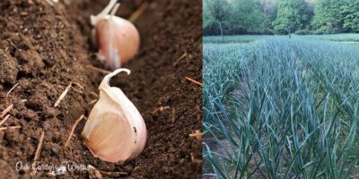 How To Plant Garlic In The Fall & Get A Good Harvest